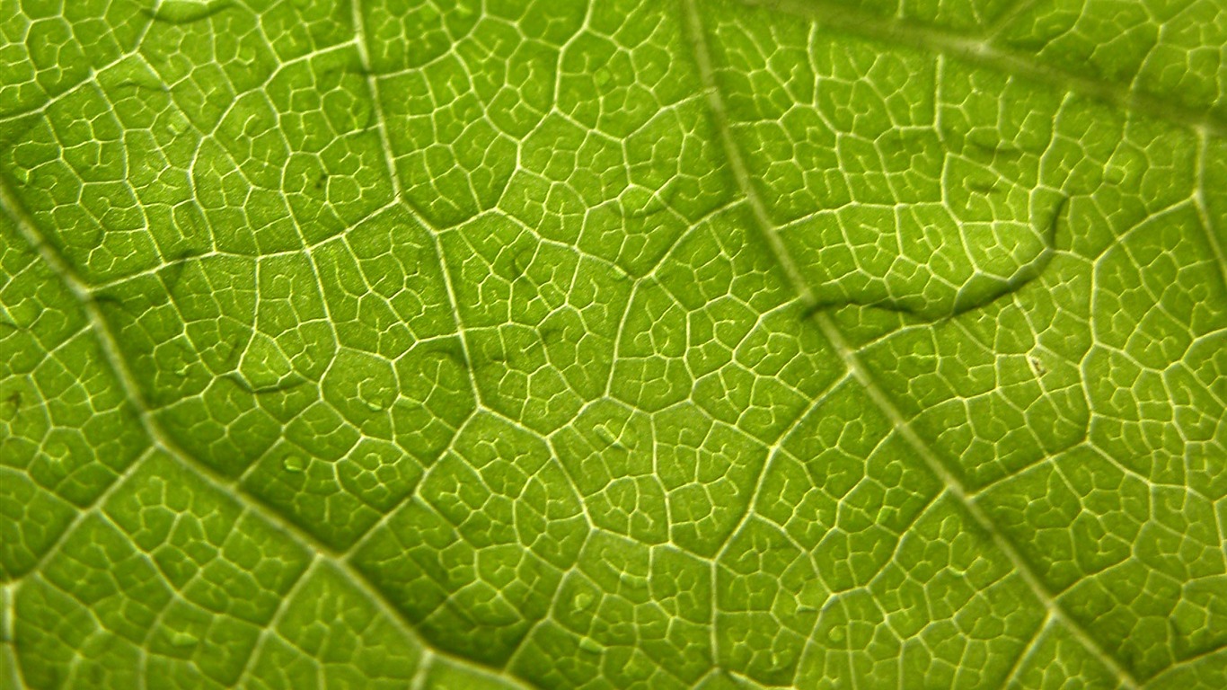 Foreign photography green leaf wallpaper (1) #16 - 1366x768