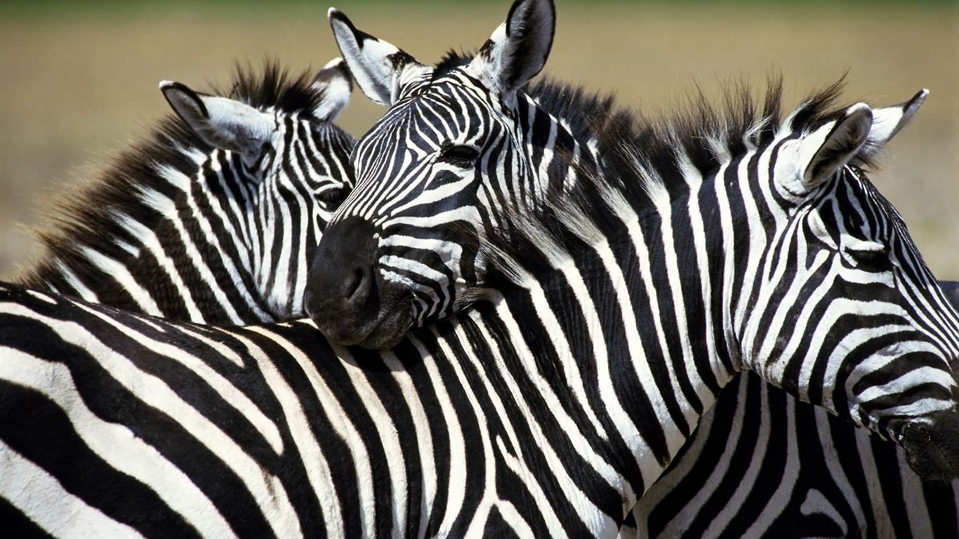 Zebra Foto Wallpaper #2 - 1366x768