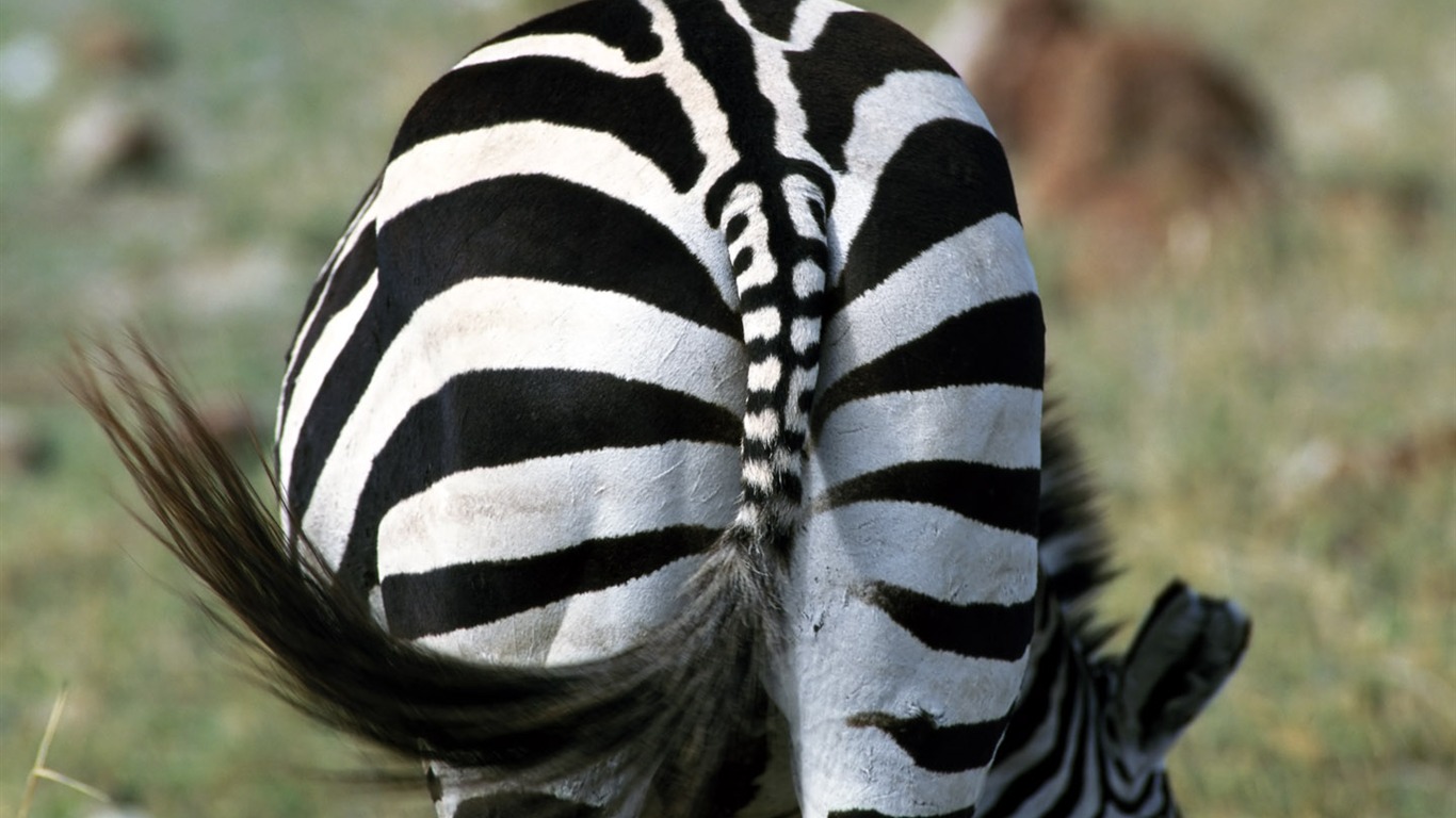 Zebra Фото обои #9 - 1366x768
