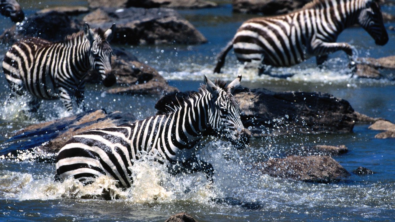 Zebra Фото обои #21 - 1366x768