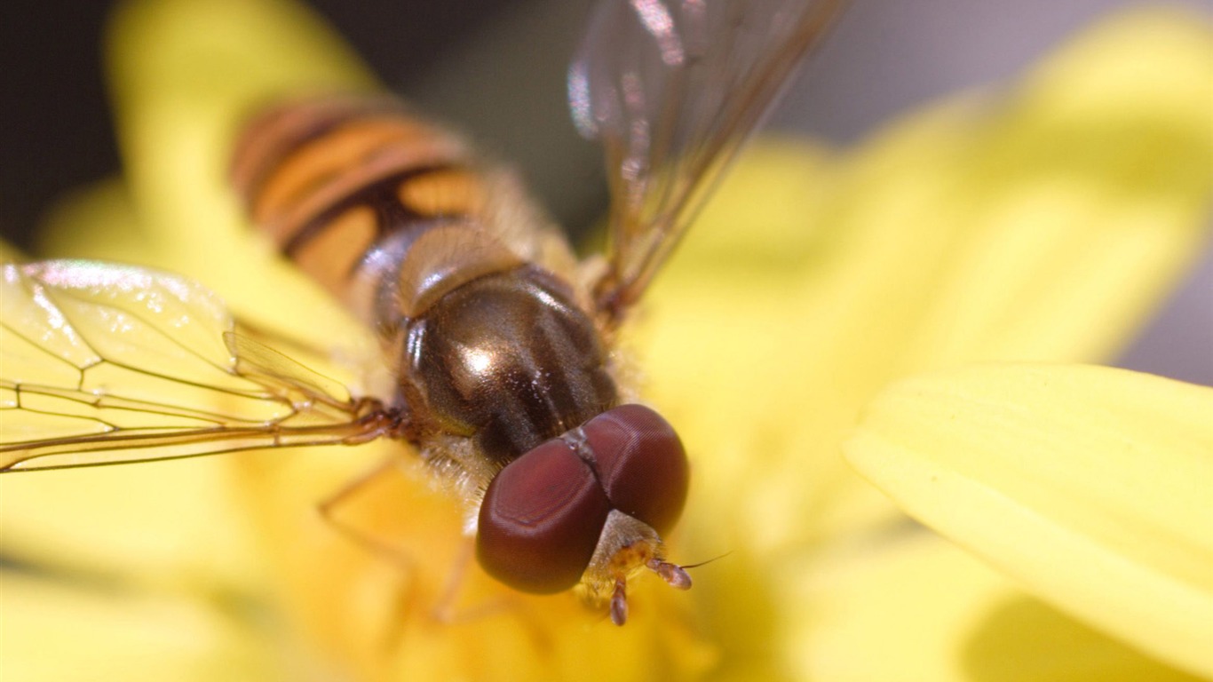 Láska Bee Květinové tapetu (3) #14 - 1366x768