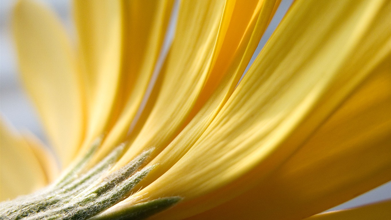 Fonds d'écran Fleurs étrangères Photographie #11 - 1366x768