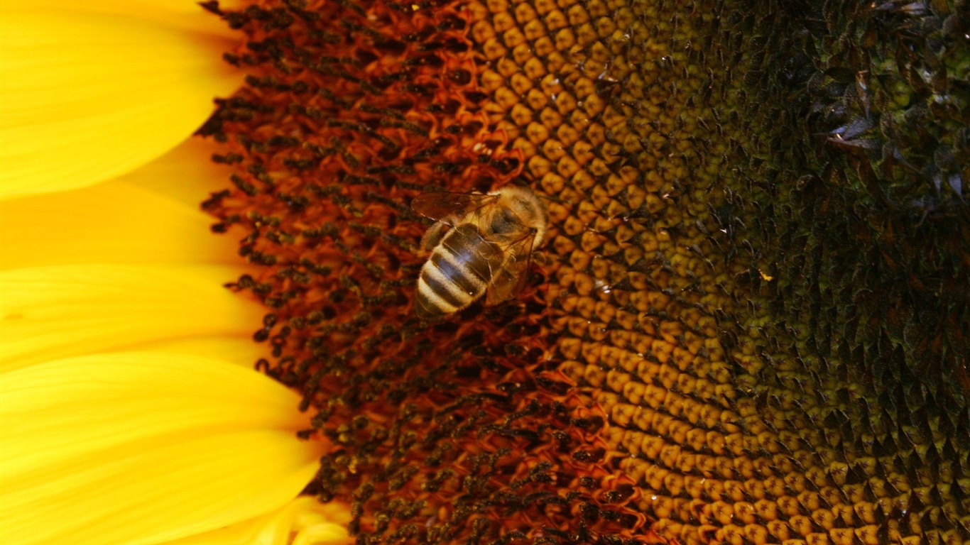 Láska Bee Květinové tapetu (4) #6 - 1366x768