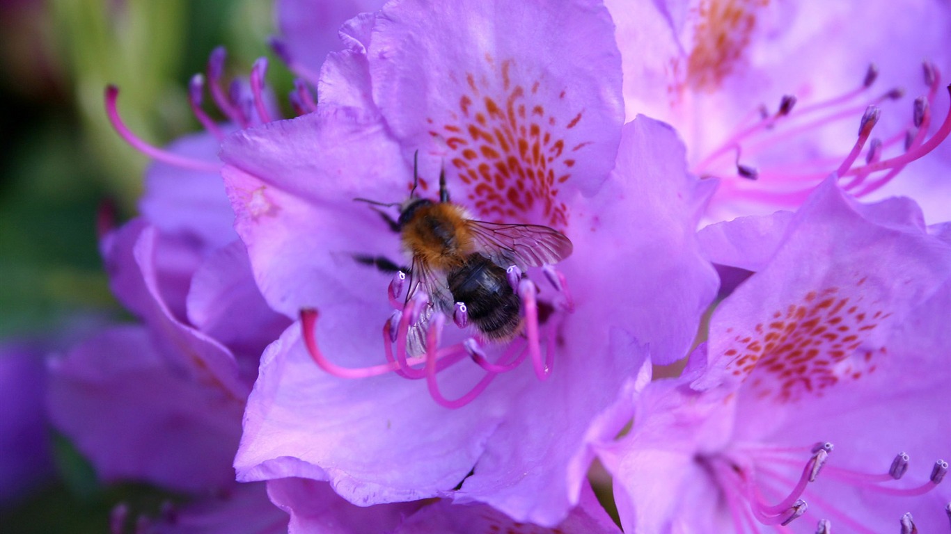 Láska Bee Květinové tapetu (4) #9 - 1366x768