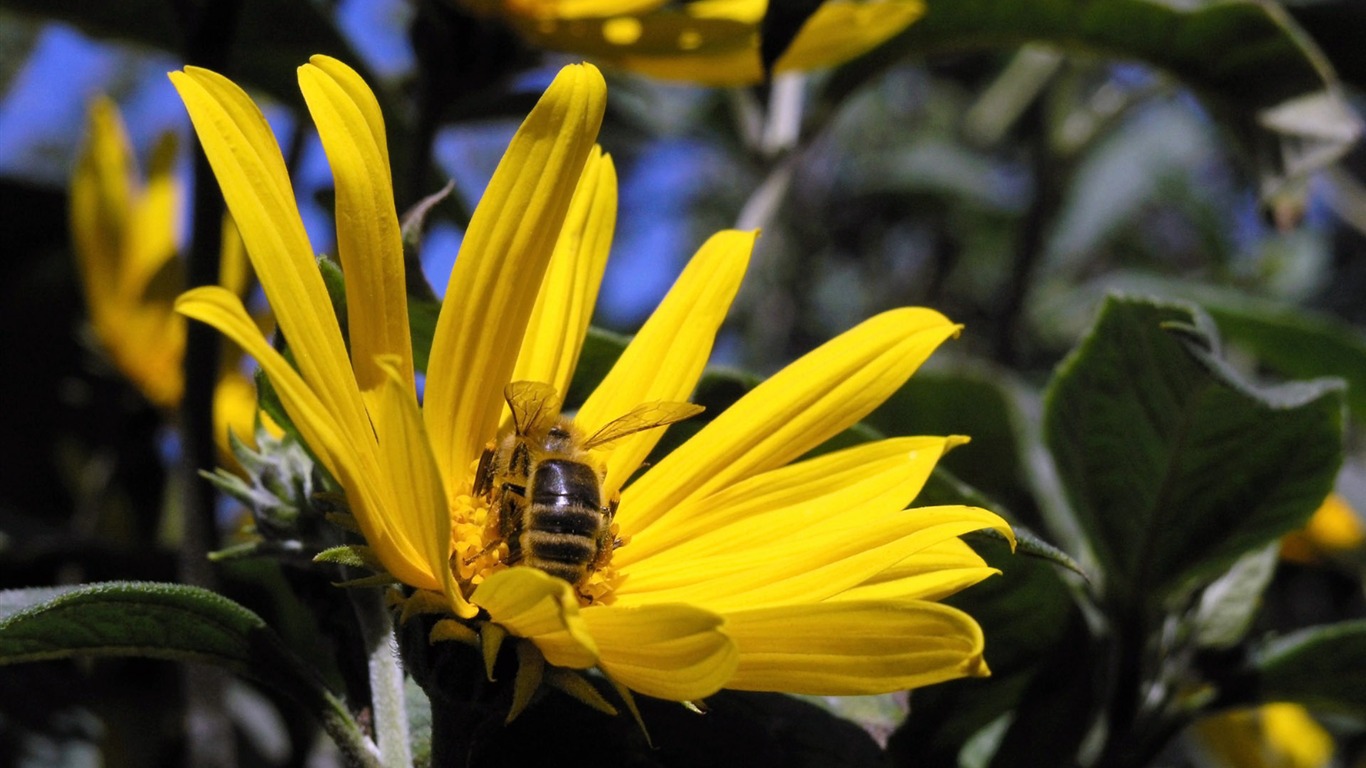 Láska Bee Květinové tapetu (4) #10 - 1366x768