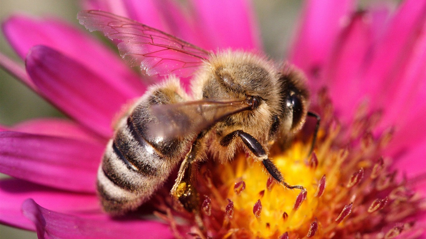Láska Bee Květinové tapetu (4) #11 - 1366x768