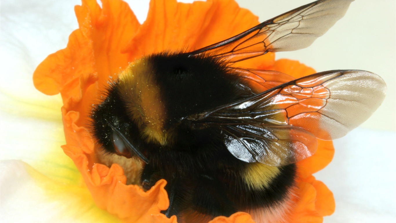 Láska Bee Květinové tapetu (4) #17 - 1366x768