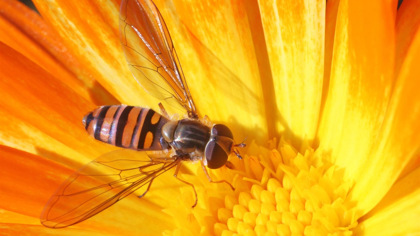 Love Bee Flower Wallpaper (4) #19 - 1366x768