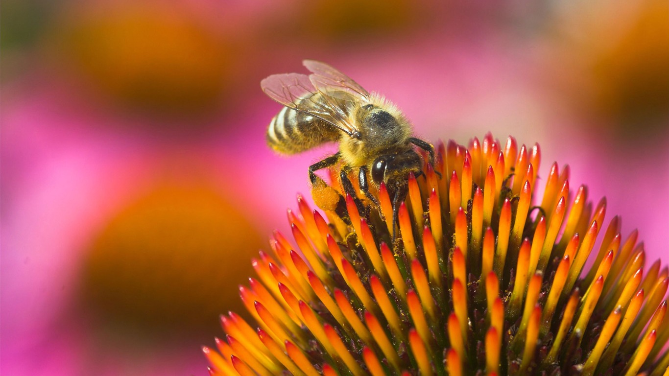 Láska Bee Květinové tapetu (4) #20 - 1366x768