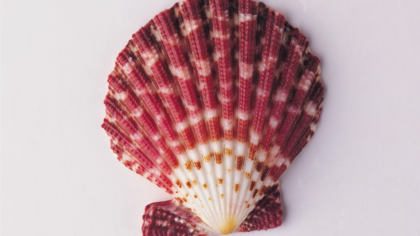 Conch Shell album papier peint (2) #2 - 1366x768