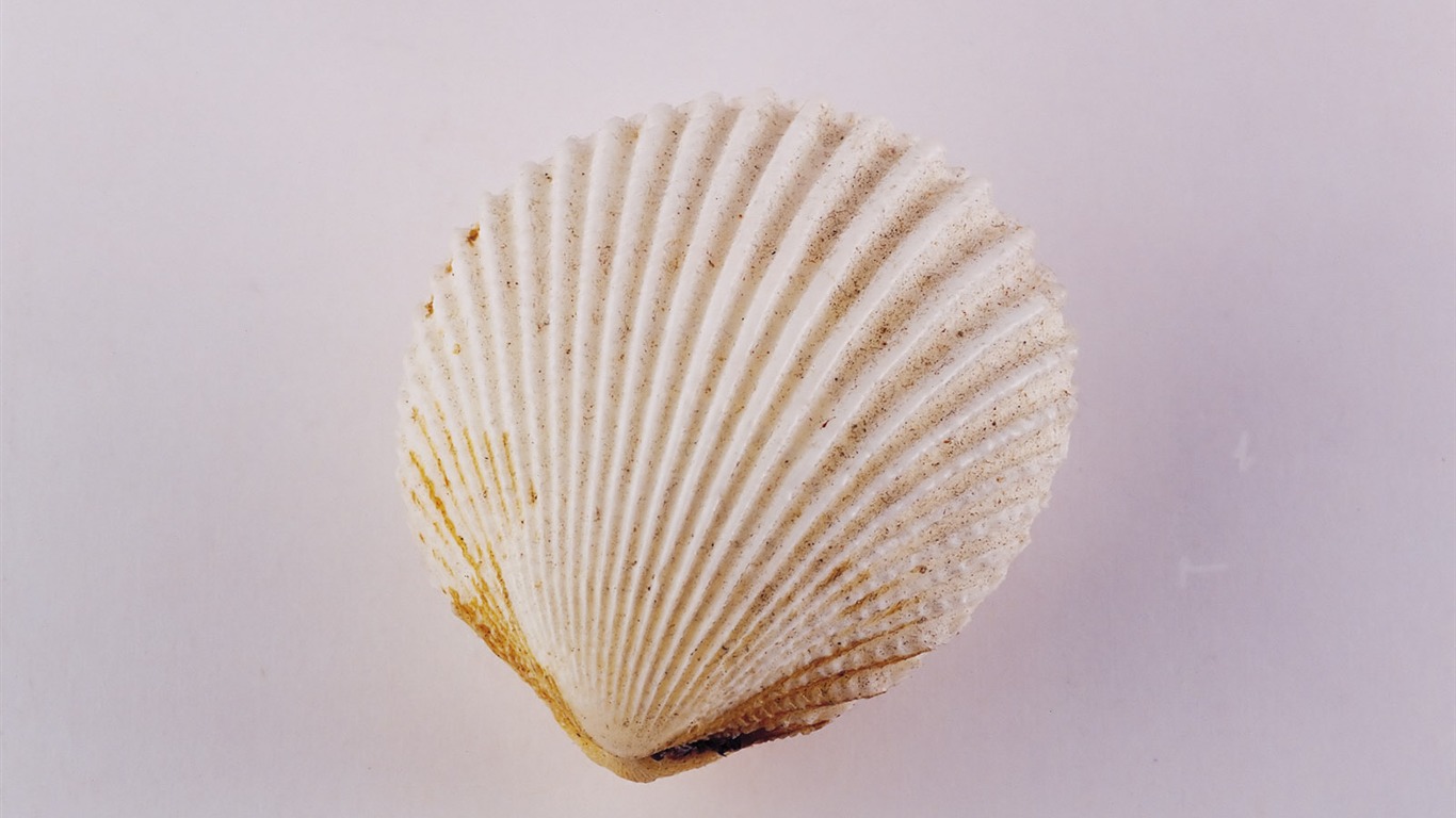 Conch Shell Tapete Album (2) #7 - 1366x768