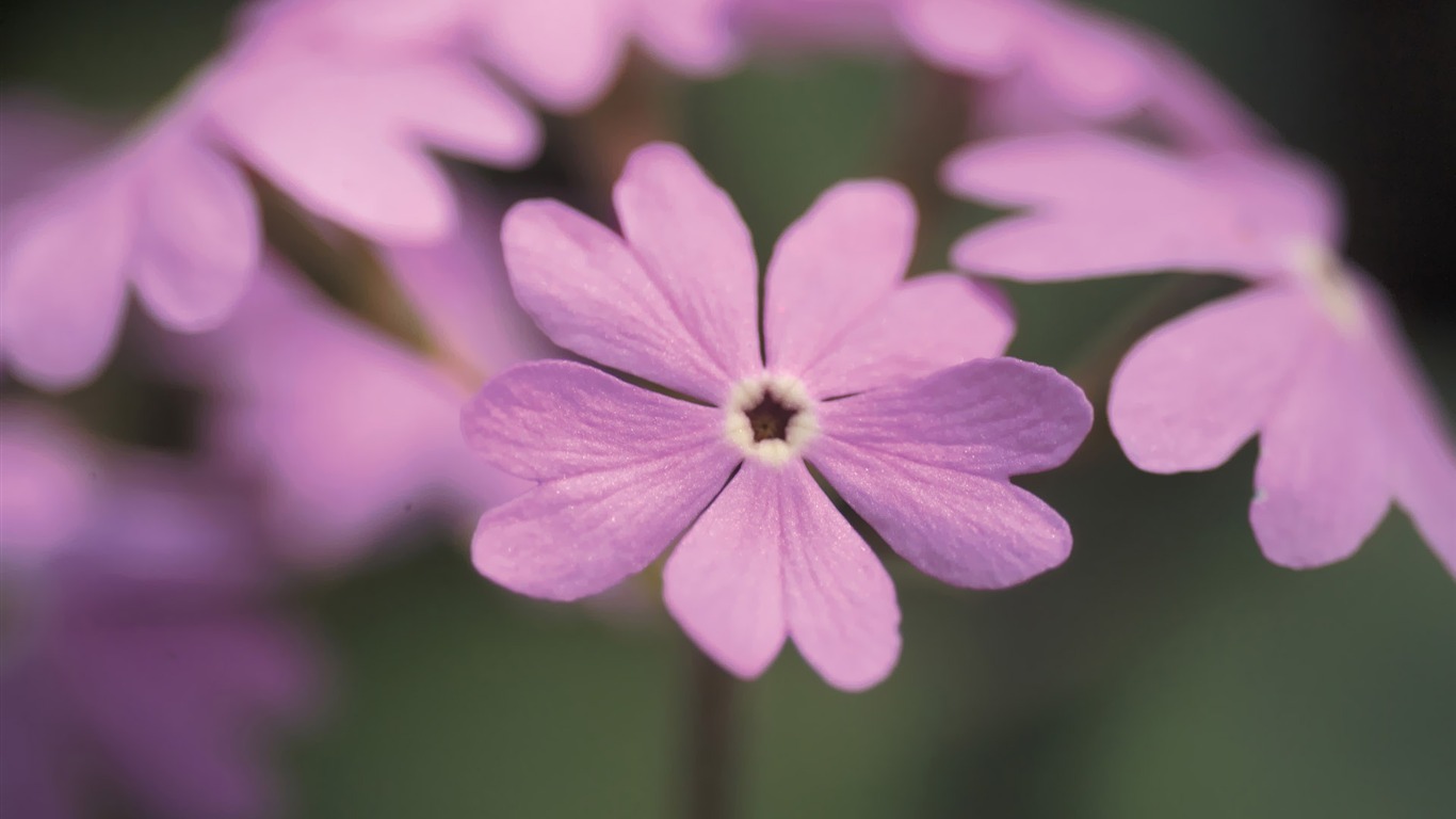 South Korea Flowers HD Paper #7 - 1366x768