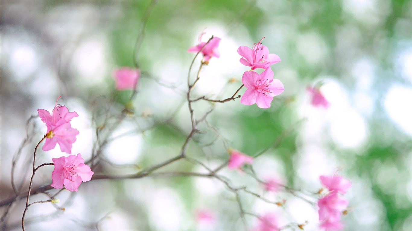 Corea del Sur Flores de papel de alta definición #10 - 1366x768