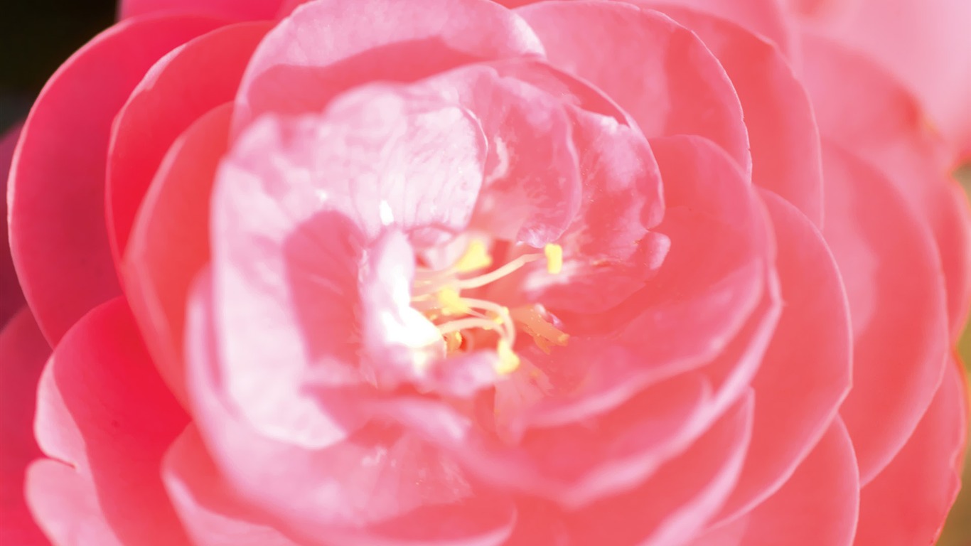 韩国花卉摄影高清纸17 - 1366x768