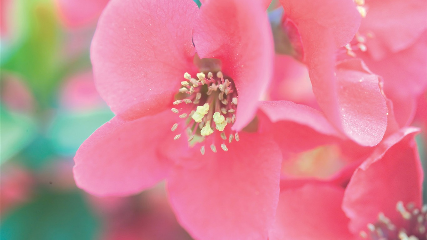 韩国花卉摄影高清纸20 - 1366x768