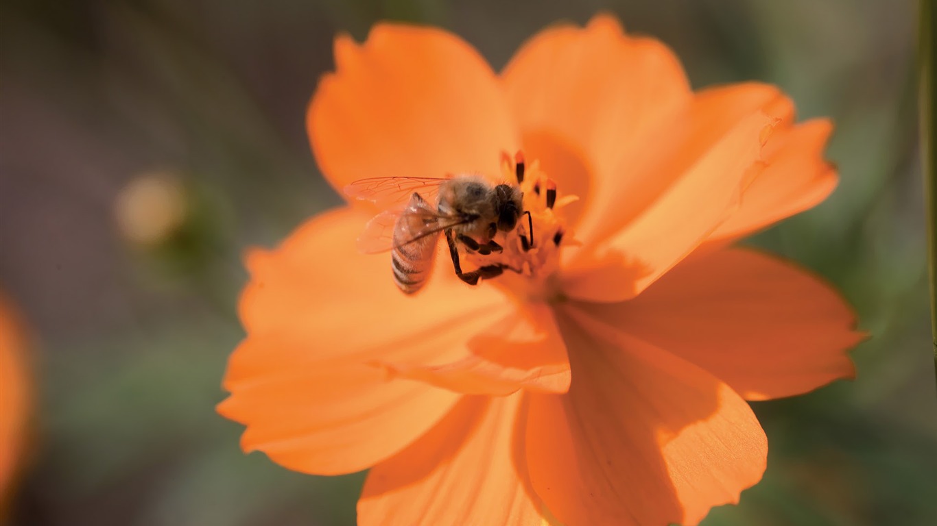 Fleurs Corée du Sud HD Livre #24 - 1366x768