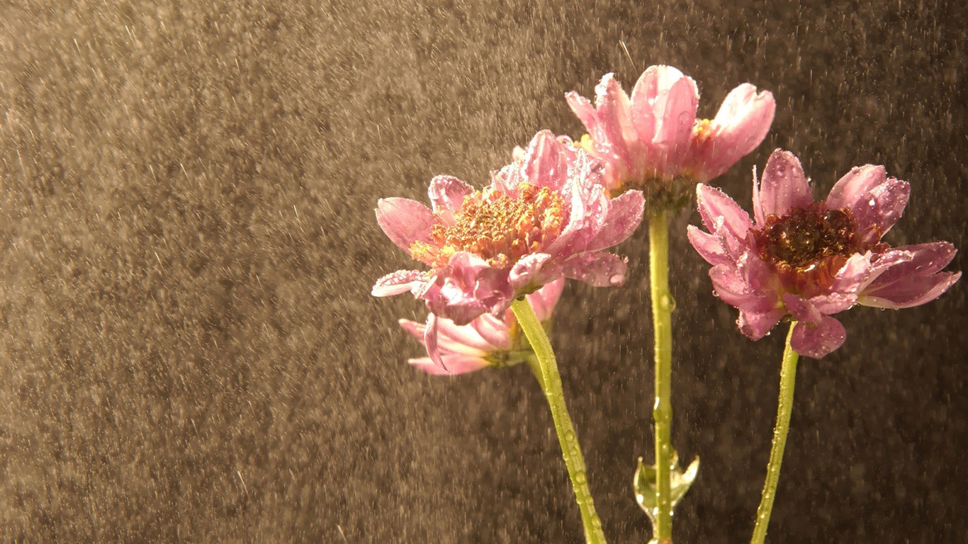 韩国花卉摄影高清纸31 - 1366x768