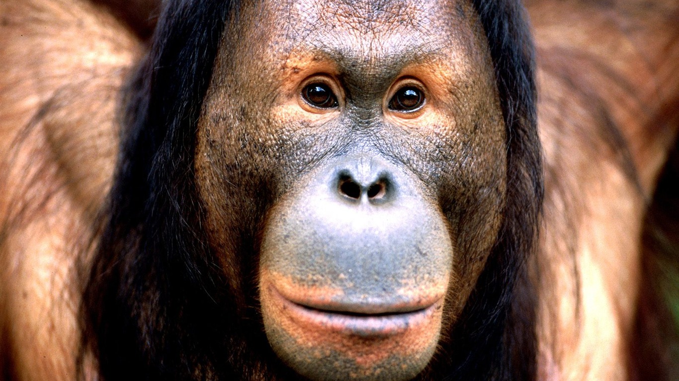 Monkey orangutan tapety (1) #8 - 1366x768