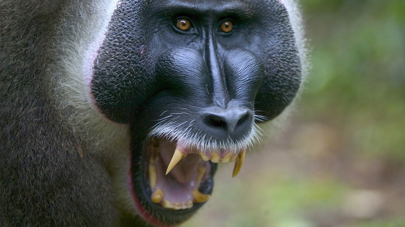 Fond d'écran orang-outan singe (1) #9 - 1366x768
