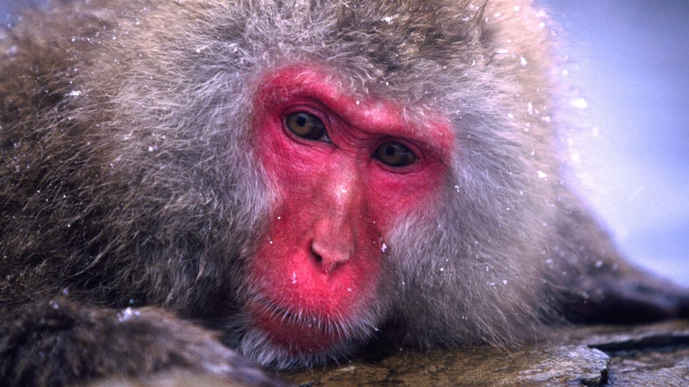 Fond d'écran orang-outan singe (1) #14 - 1366x768