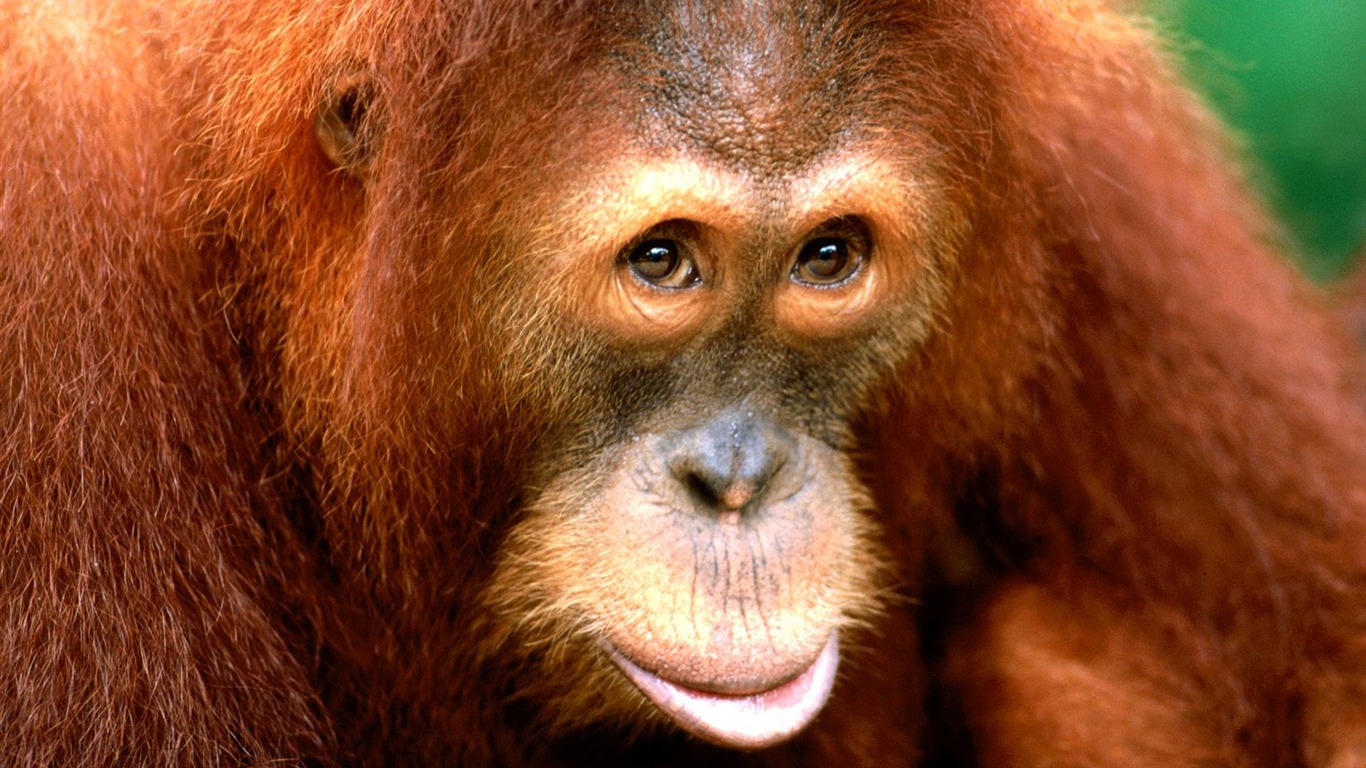 Fond d'écran orang-outan singe (1) #16 - 1366x768