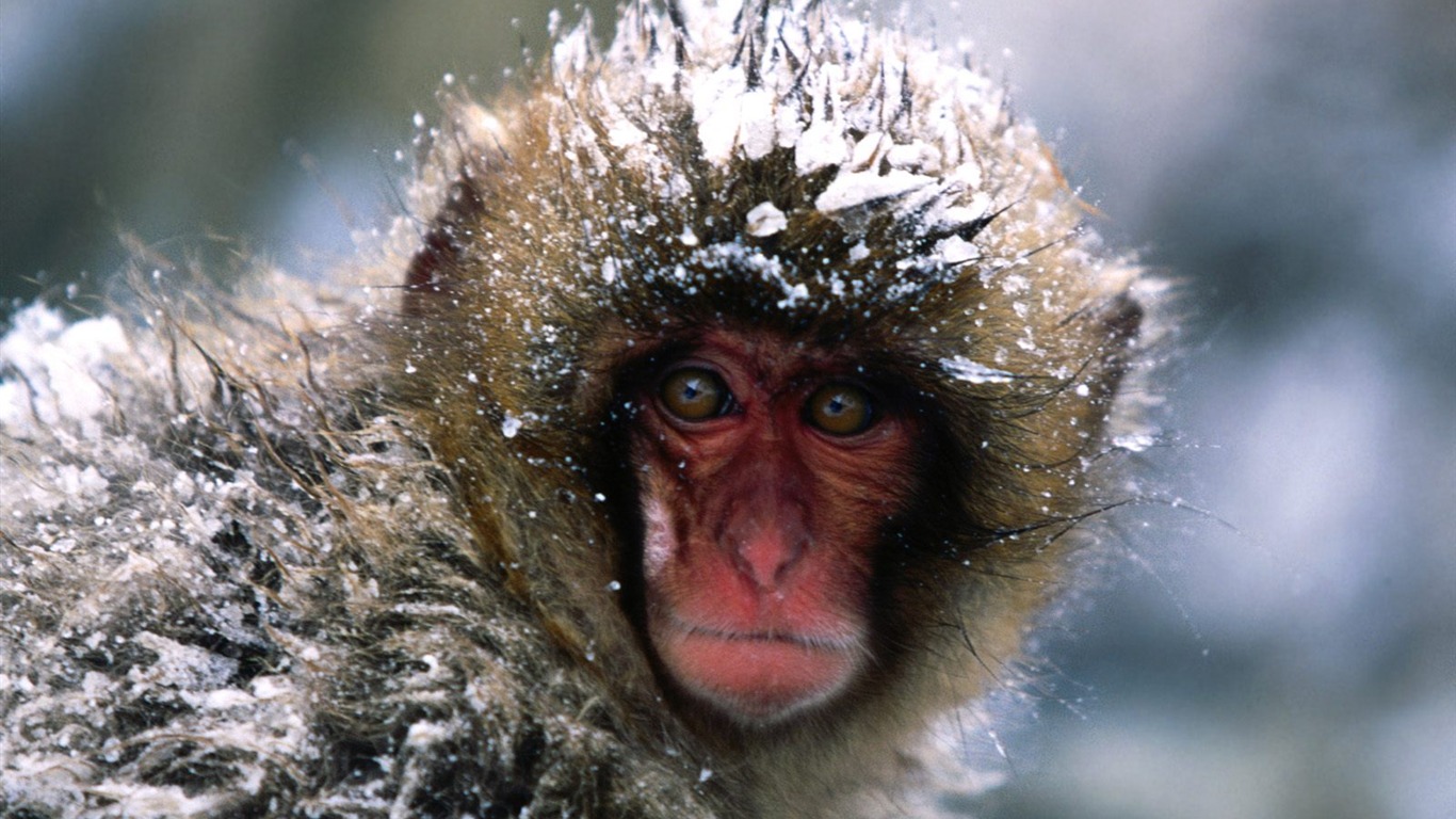 Fond d'écran orang-outan singe (1) #19 - 1366x768