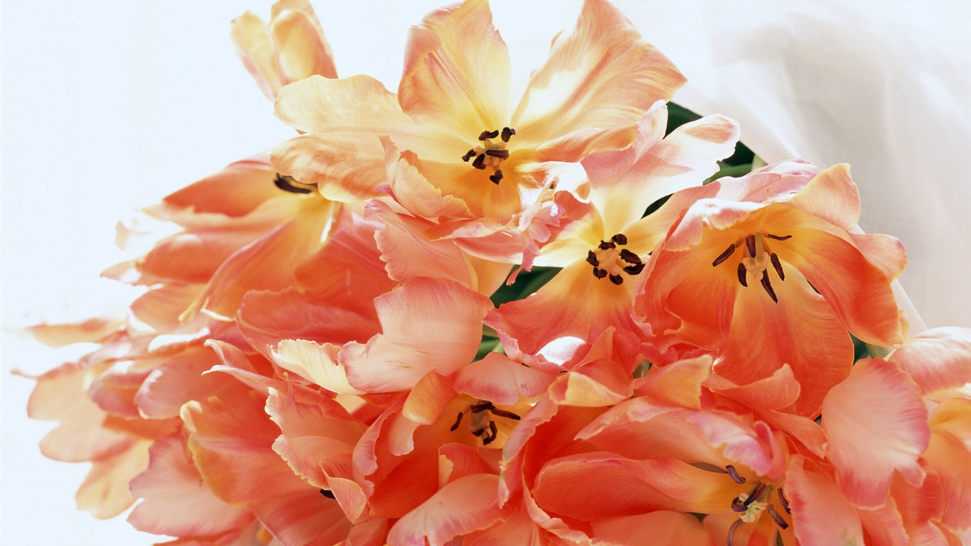 Flowers Widescreen Wallpaper #11 - 1366x768