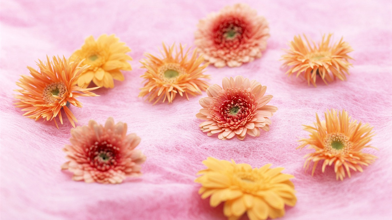 Flowers Widescreen Wallpaper #12 - 1366x768