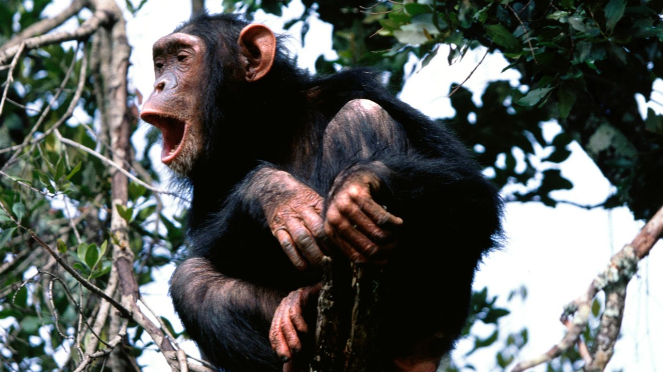 Monkey orangutan tapetu (2) #3 - 1366x768