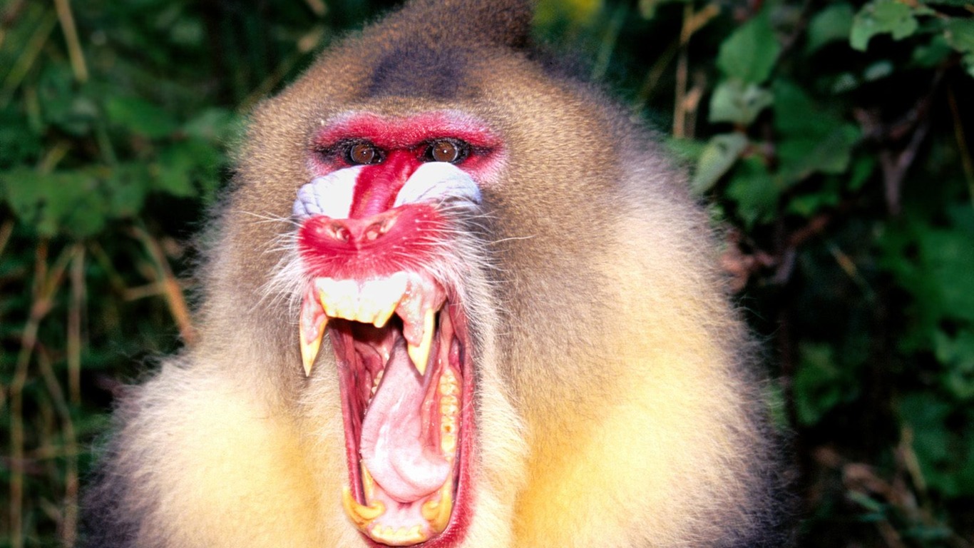Monkey orangutan tapetu (2) #18 - 1366x768