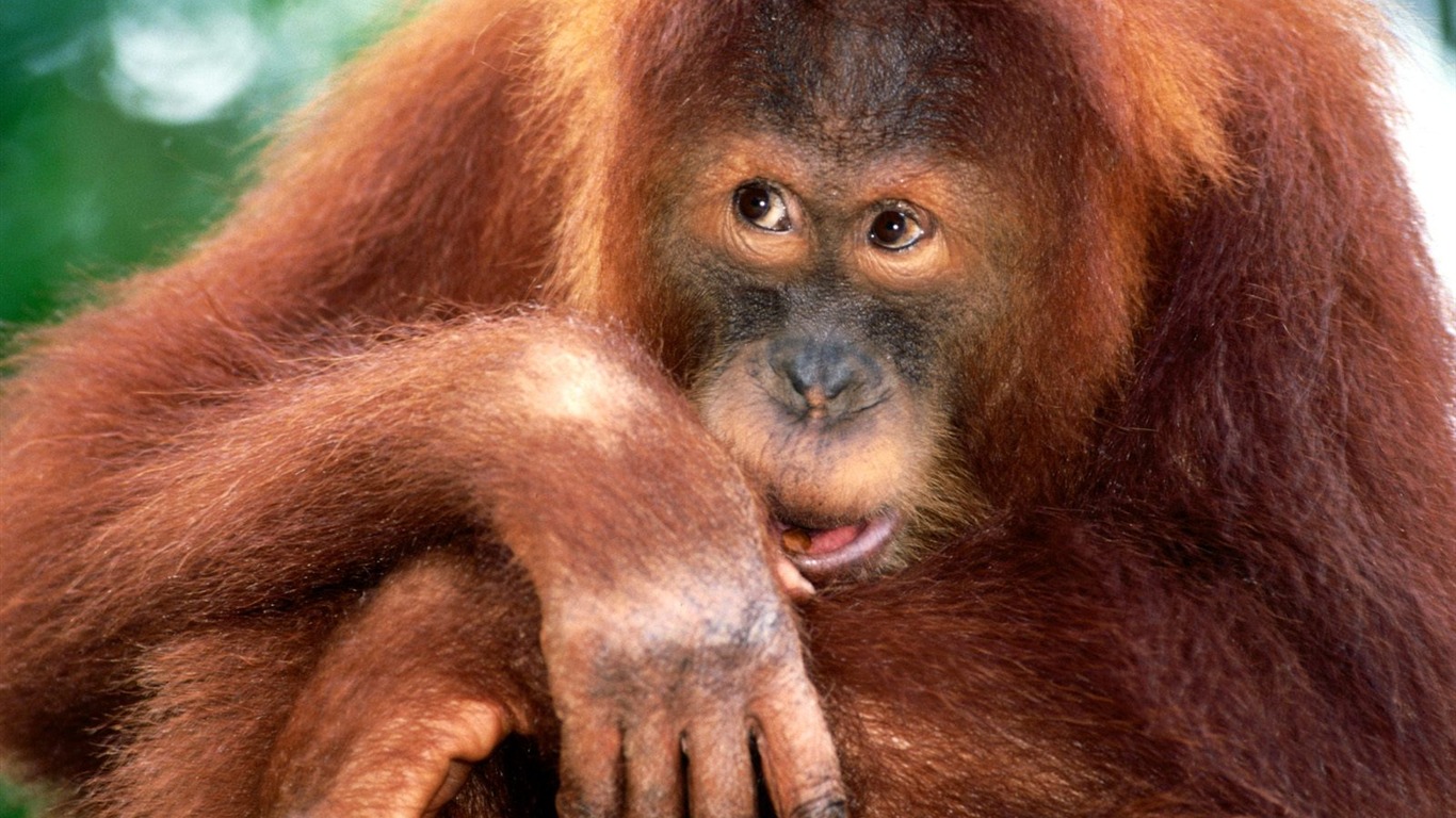Mono fondos de escritorio de orangután (2) #19 - 1366x768
