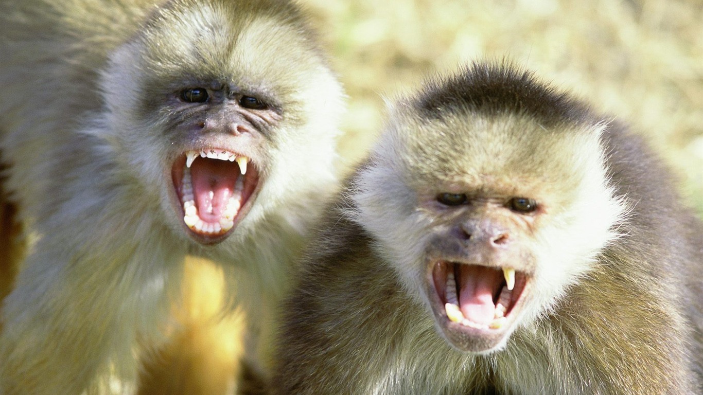 Monkey орангутанга обои (2) #20 - 1366x768