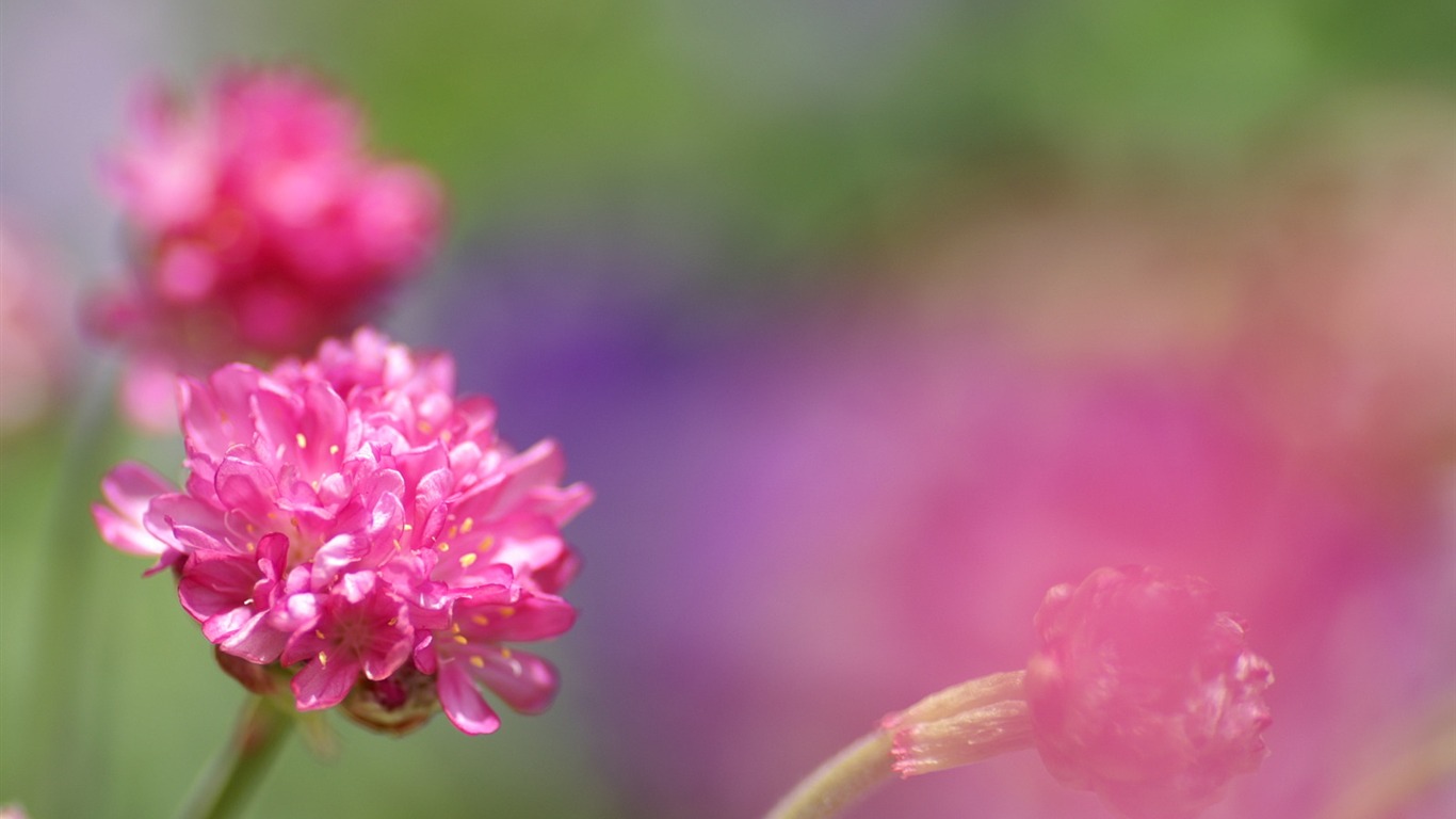 Personnels d'écran Fleurs (2) #7 - 1366x768