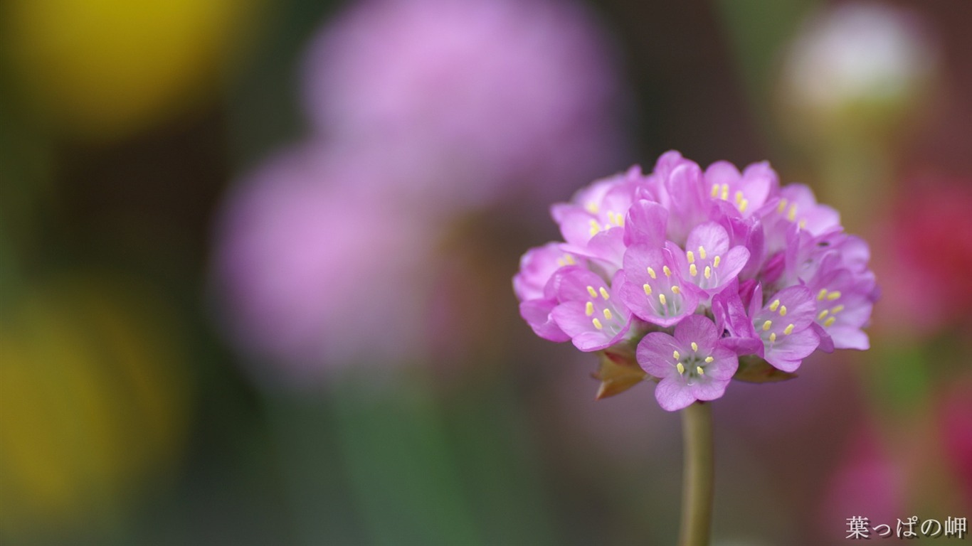 Personnels d'écran Fleurs (2) #8 - 1366x768