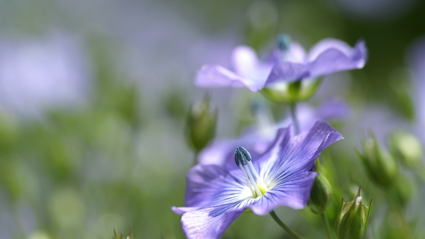 Personnels d'écran Fleurs (2) #17 - 1366x768