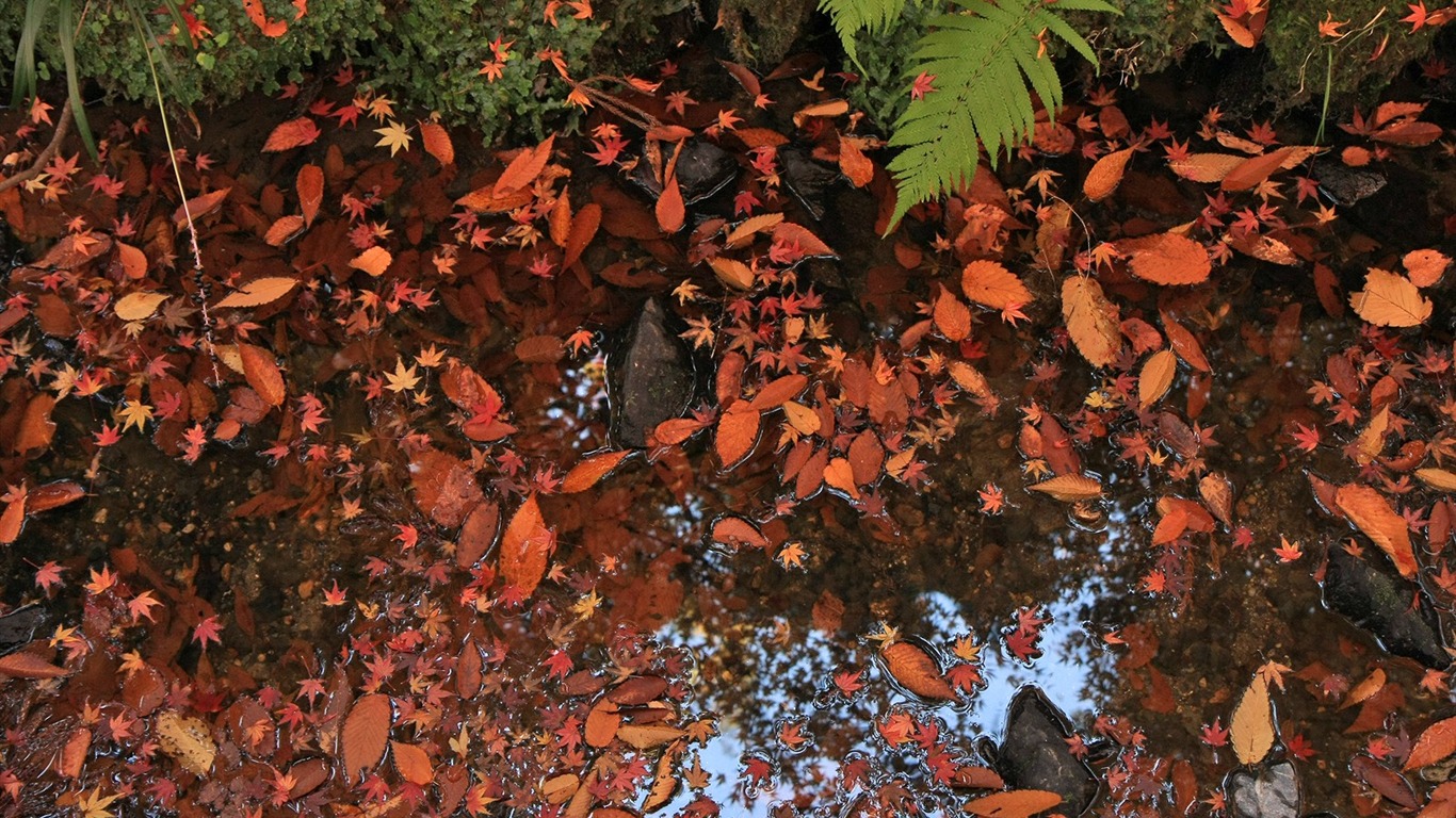 Maple Leaf Tapete gepflasterten Weg #3 - 1366x768