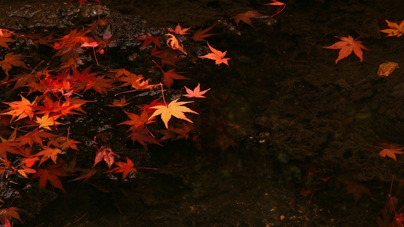 Maple Leaf wallpaper paved way #5 - 1366x768