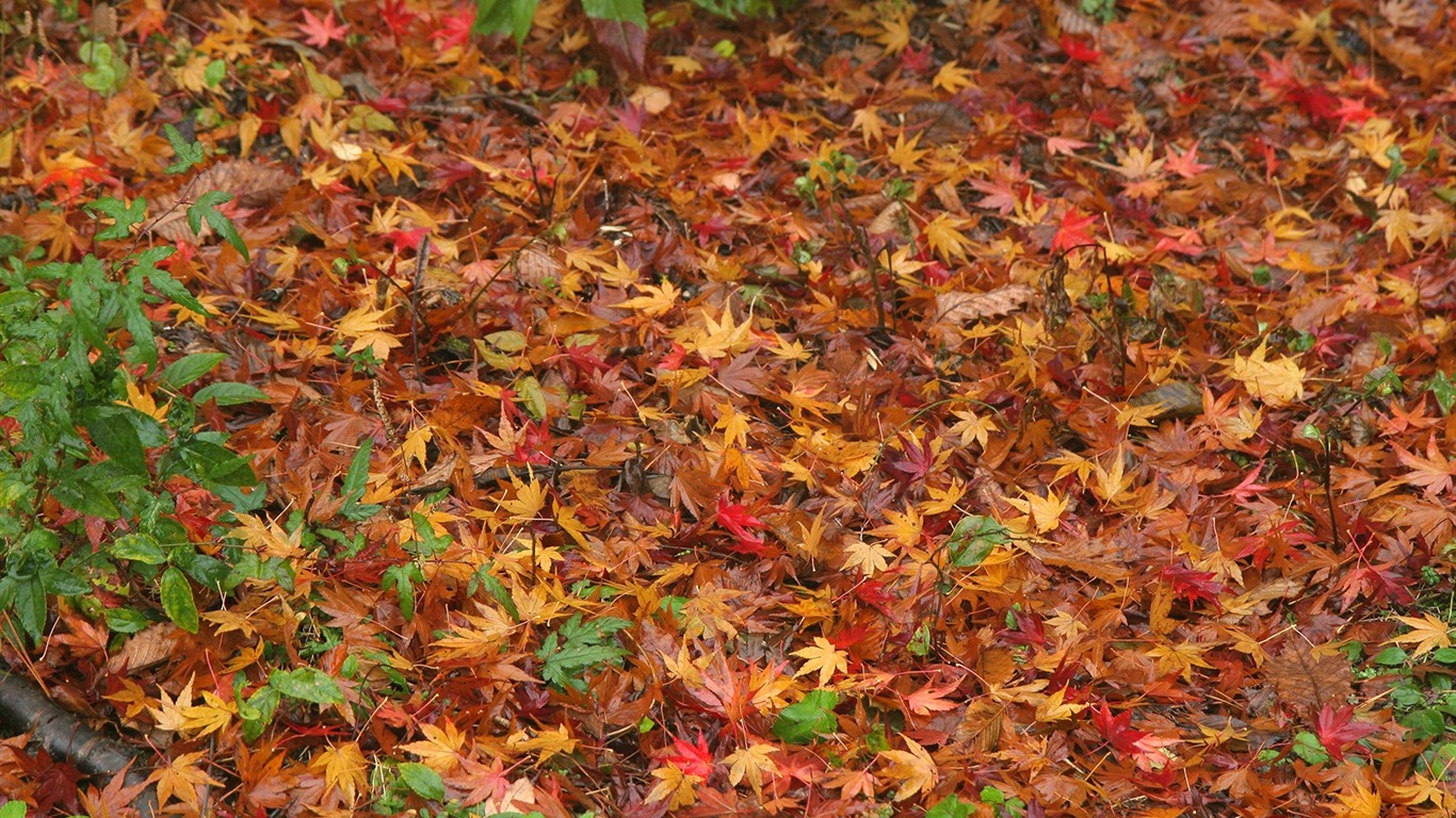 Maple Leaf wallpaper paved way #6 - 1366x768