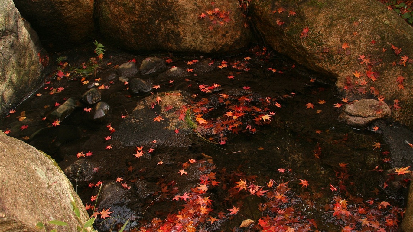 Maple Leaf wallpaper vydláždila cestu #14 - 1366x768