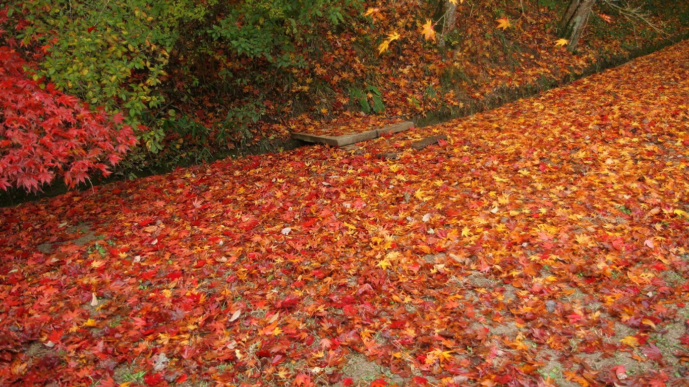Maple Leaf wallpaper paved way #20 - 1366x768