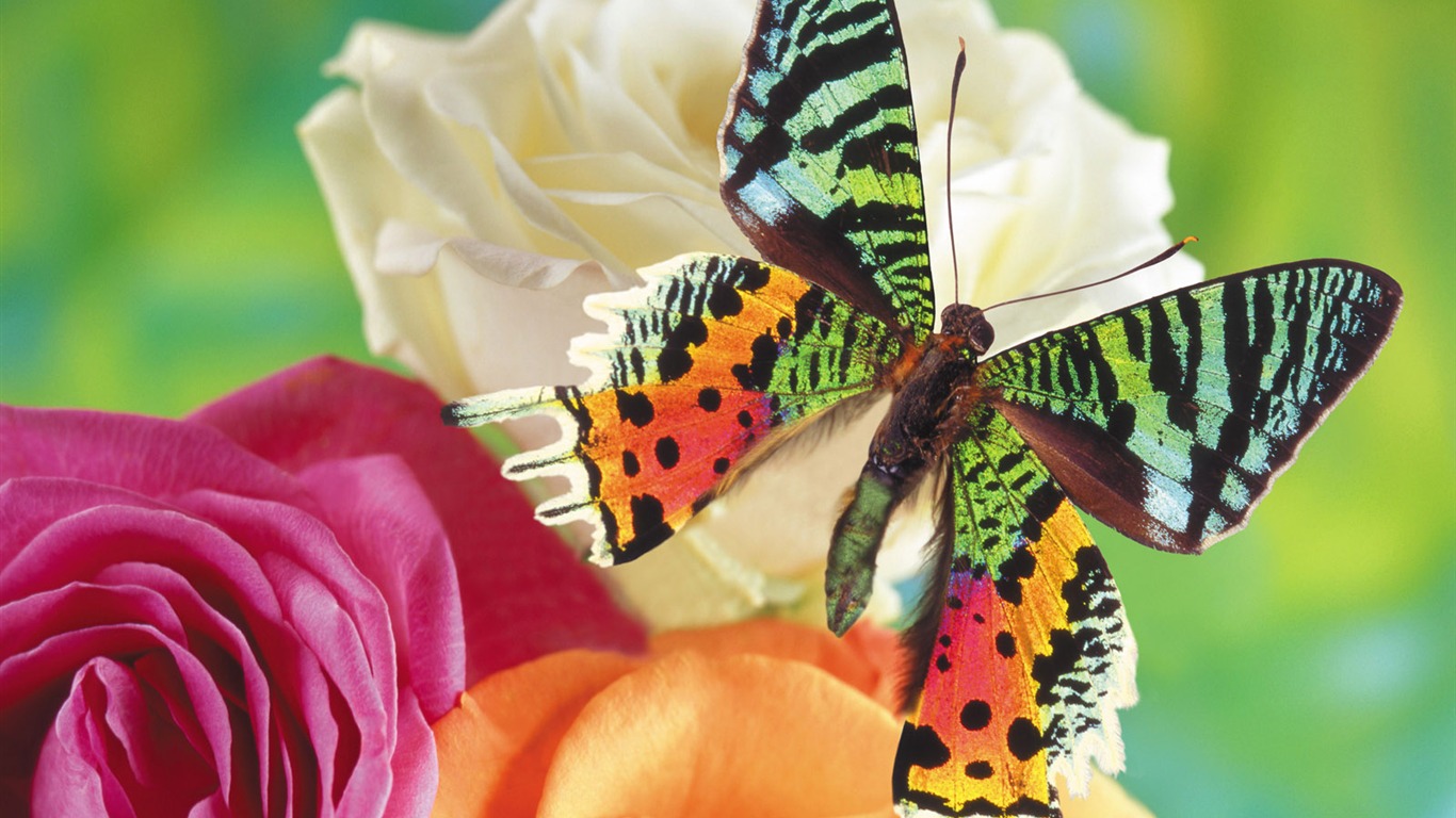 Schmetterlinge und Blumen Wallpaper Album (1) #1 - 1366x768