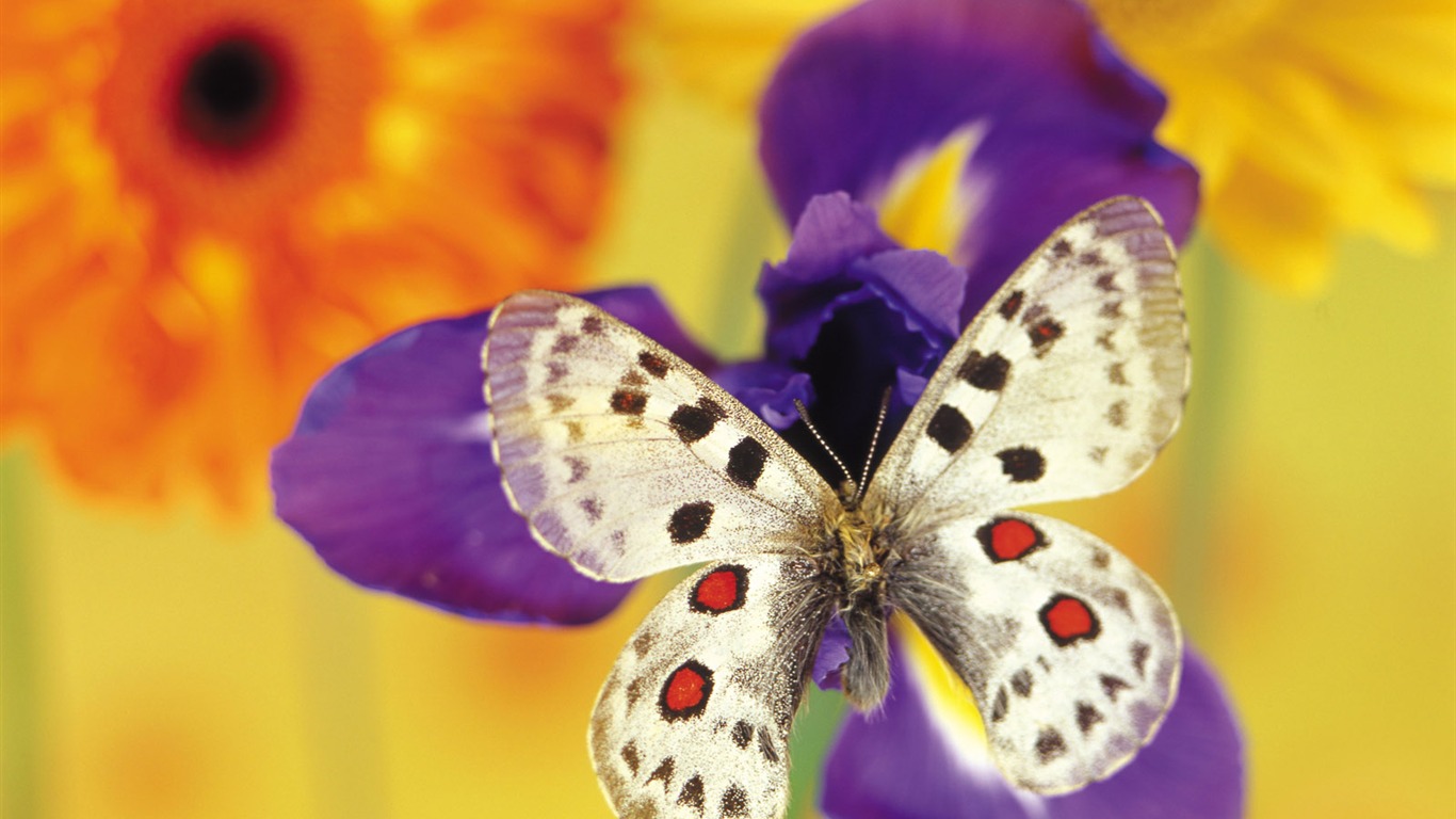 motýli a květiny tapety album (1) #5 - 1366x768