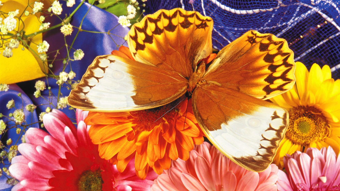 Butterflies and flowers wallpaper album (1) #6 - 1366x768