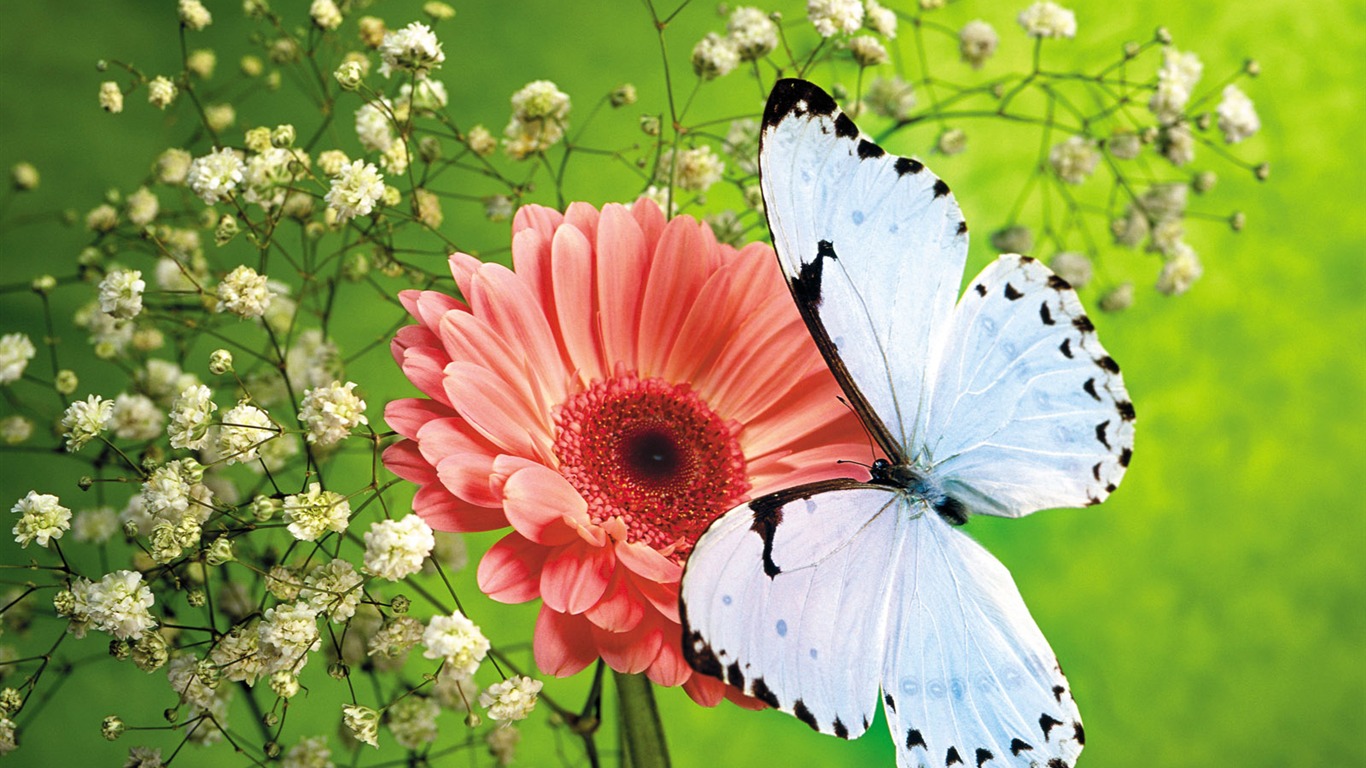 Бабочки и цветы обои альбом (1) #8 - 1366x768