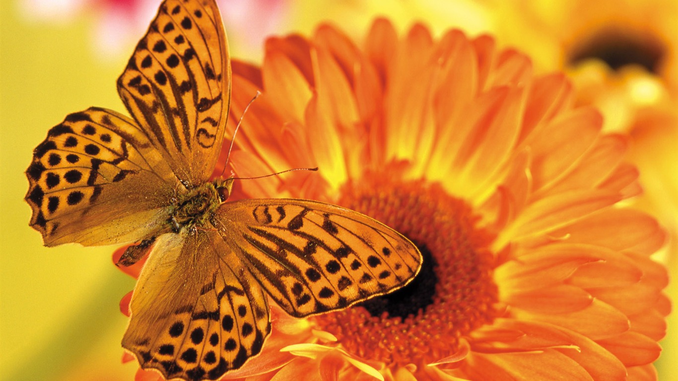 Butterflies and flowers wallpaper album (1) #9 - 1366x768