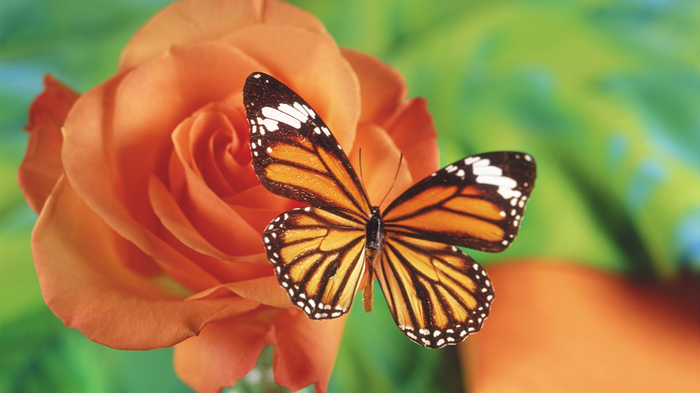 Papillons et fleurs album papier peint (1) #14 - 1366x768