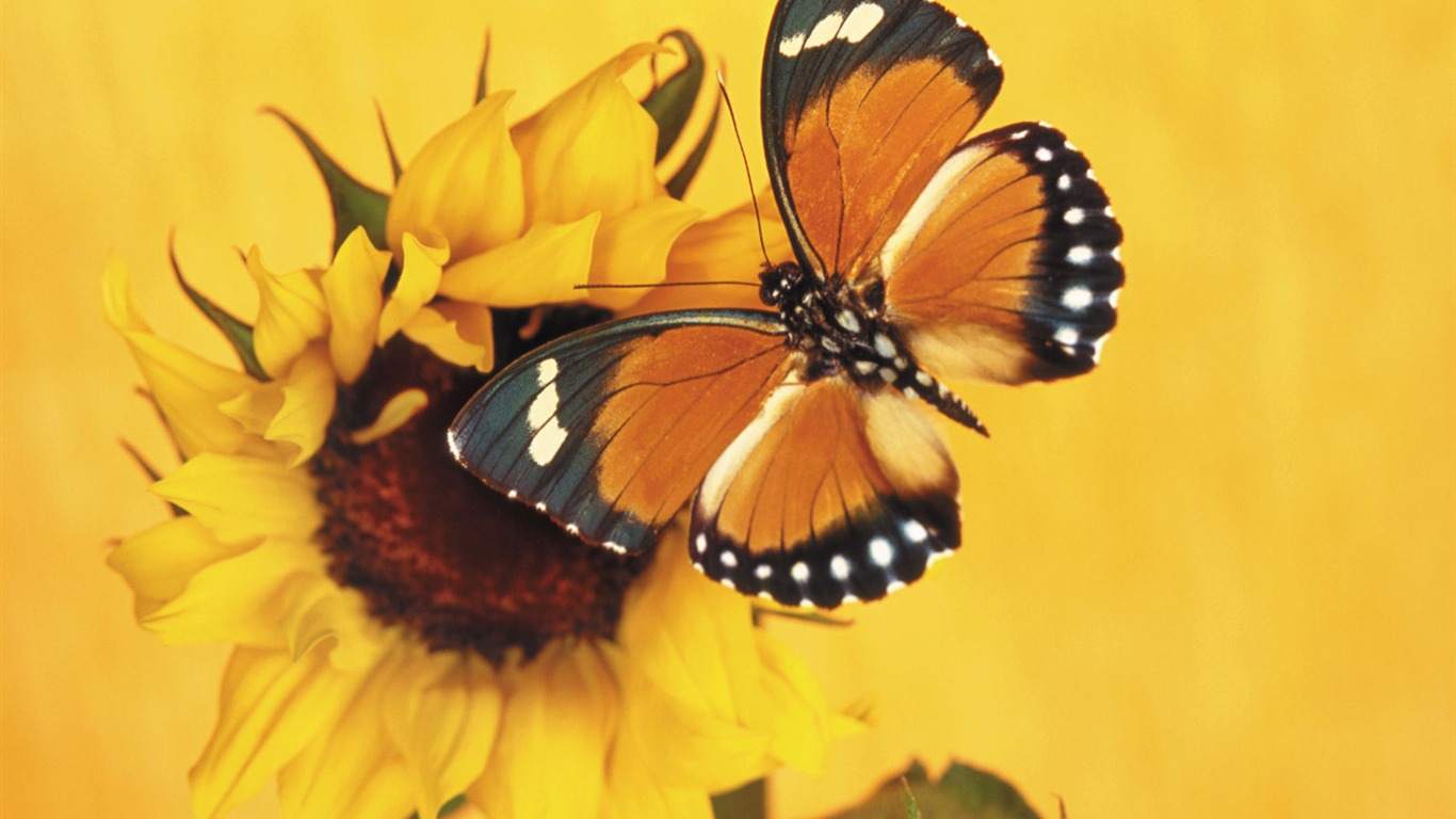 Butterflies and flowers wallpaper album (1) #16 - 1366x768