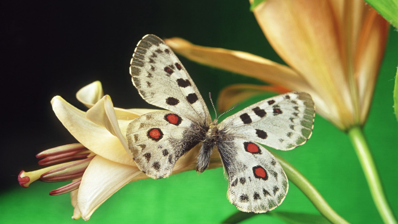 motýli a květiny tapety album (1) #17 - 1366x768