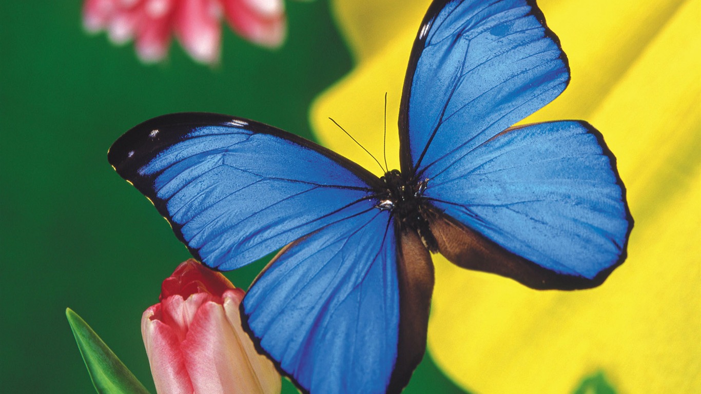 Butterflies and flowers wallpaper album (2) #1 - 1366x768