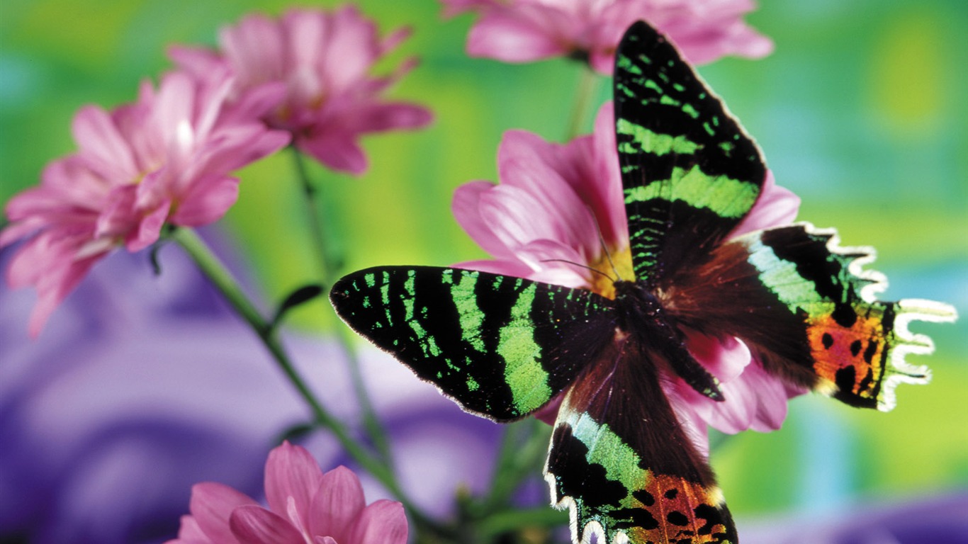 Las mariposas y las flores fondos de escritorio de disco (2) #2 - 1366x768